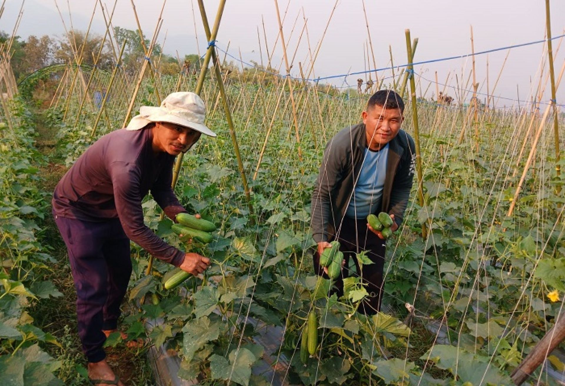 करिब दुई रोपनी जमिनमा लगाइएको काँक्रोखेतीबाट साढे दुई लाख कमाई